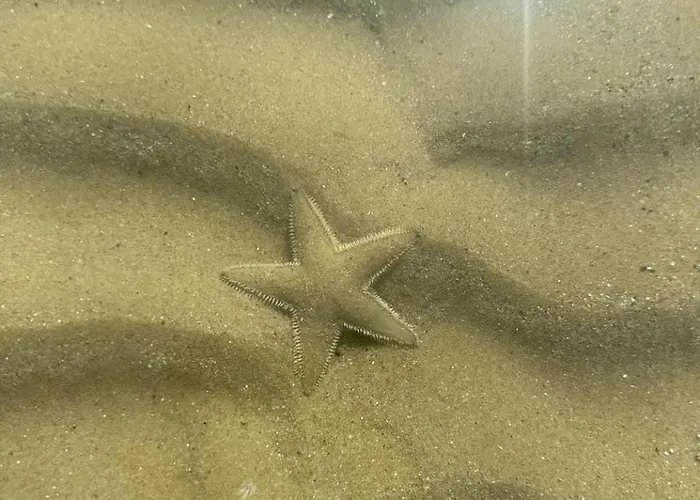 Silvi Blu Royal Apartamento *